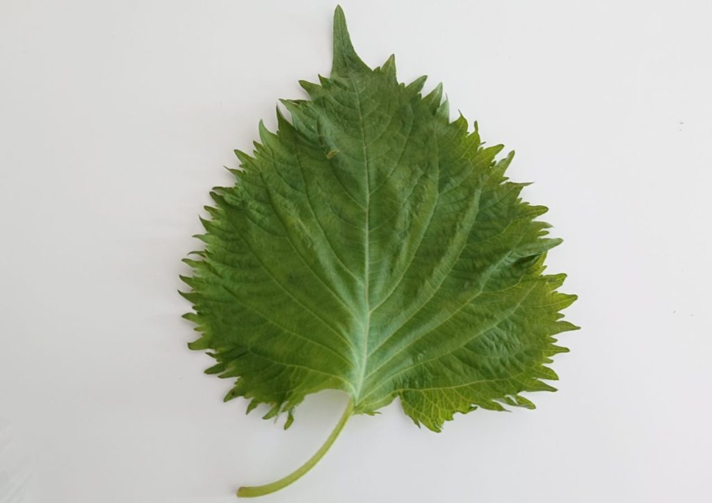 蘇葉 そよう 紫蘇子 しそし デュ アン漢方相談